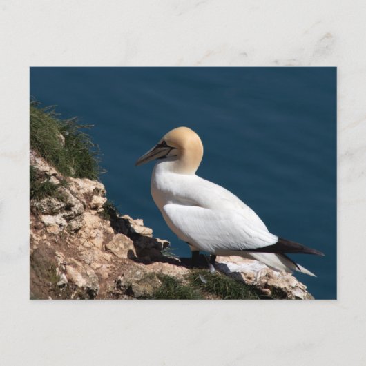Gannet auf einer Klippe in Bempton Postkarte (Vorderseite)