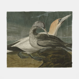 Gannet (Northern Gannet) Audubon Birds of America Fleecedecke
