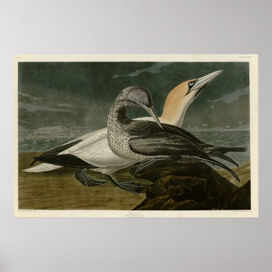 Gannet (Northern Gannet) Audubon Birds of America Poster (Vorne)