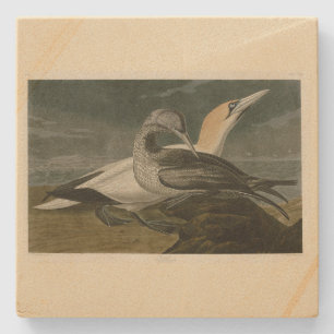 Gannet (Northern Gannet) Audubon Birds of America Steinuntersetzer
