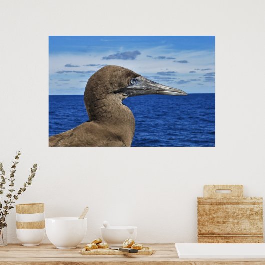 Gannet Portrait Poster (Küche)