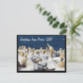 Gannet Postcard Postkarte (Stehend Vorderseite)