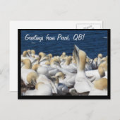 Gannet Postcard Postkarte (Vorne/Hinten)