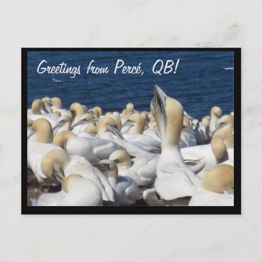Gannet Postcard Postkarte (Vorderseite)
