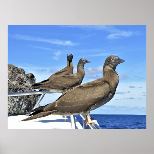 Gannet Trio Poster (Vorne)