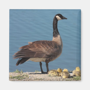 Gans-Familien-Magnet 2 Magnet