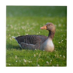 Gans Fliese