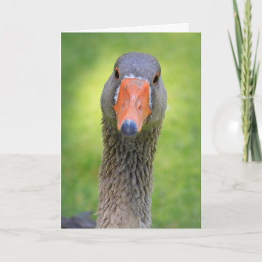 Gans in der Sonne Geburtstag Karte (Vorderseite)