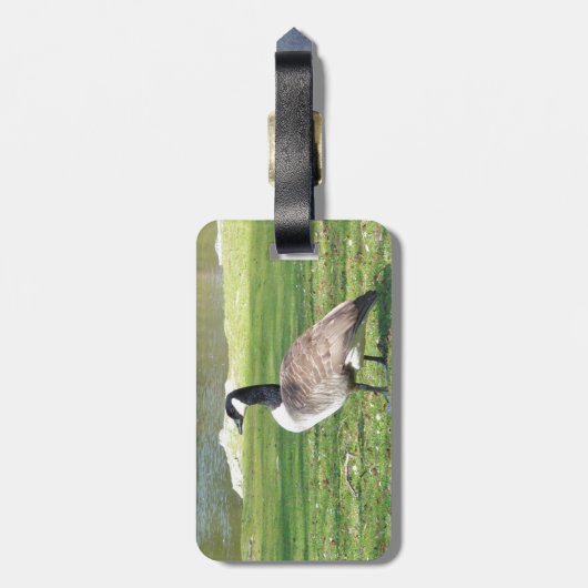 Gans in der Ufergegend, Tier-Tiere, Natur Gepäckanhänger (Rückseite vertikal)