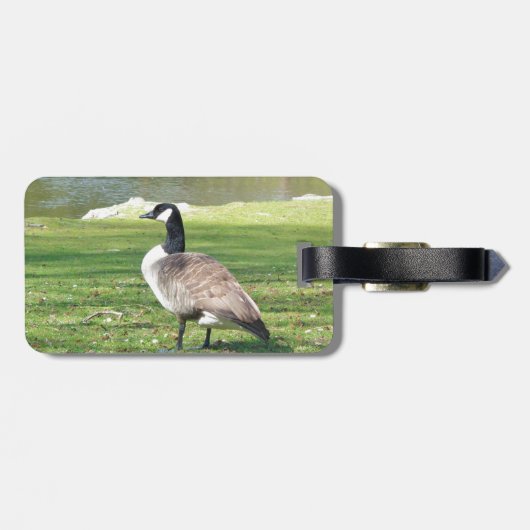 Gans in der Ufergegend, Tier-Tiere, Natur Gepäckanhänger (Rückseite horizontal)
