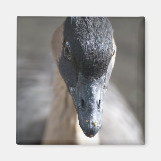 Gans Magnet (Vorne)