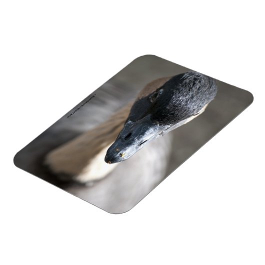 Gans Magnet (Linke Seite)