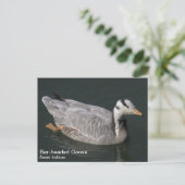 Gans mit Bar Postkarte (Stehend Vorderseite)