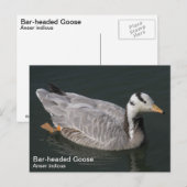Gans mit Bar Postkarte (Vorne/Hinten)