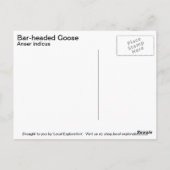 Gans mit Bar Postkarte (Rückseite)