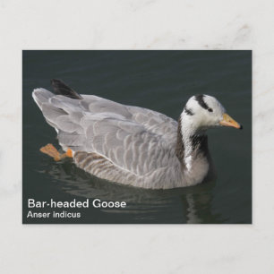 Gans mit Bar Postkarte
