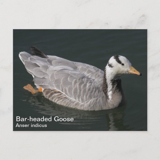 Gans mit Bar Postkarte (Vorderseite)
