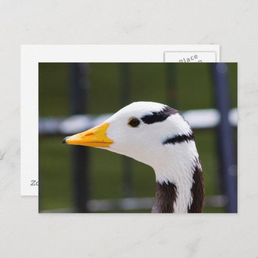 Gans mit Bar Postkarte (Vorne/Hinten)