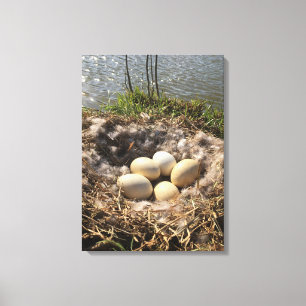 Gans-Nest mit Eiern auf Leinwand