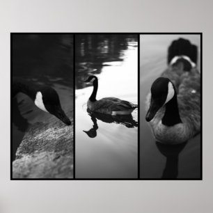 Gans-Plakat Poster