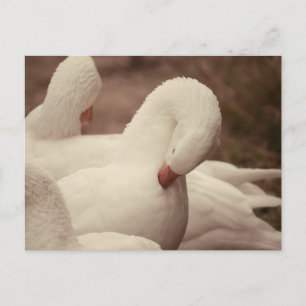 Gans Postkarte