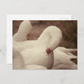 Gans Postkarte (Vorne/Hinten)