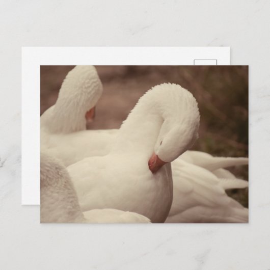 Gans Postkarte (Vorne/Hinten)