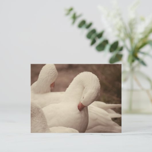 Gans Postkarte (Stehend Vorderseite)