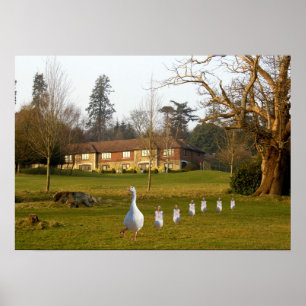 Gans und Gössel APH Country Club Poster