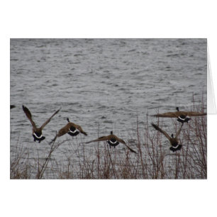 Gänse