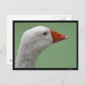Gänse1 Postkarte (Vorne/Hinten)