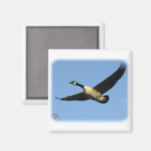 Gänse 9R005D-123 Magnet (Vorderseite/Rückseite)