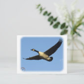 Gänse 9R005D-123 Postkarte (Stehend Vorderseite)