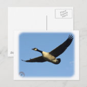 Gänse 9R005D-123 Postkarte (Vorne/Hinten)