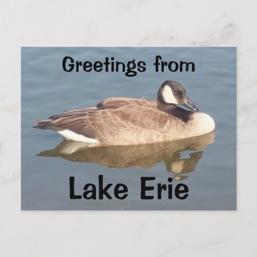 Gänse am Erie-See Postkarte (Vorderseite)