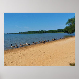 Gänse am Silver Lake, Wisconsin Poster