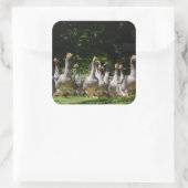 Gänse auf dem Dordogne-Aufkleber Quadratischer Aufkleber (Tasche)