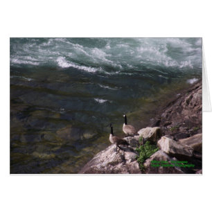 Gänse auf dem Wasser