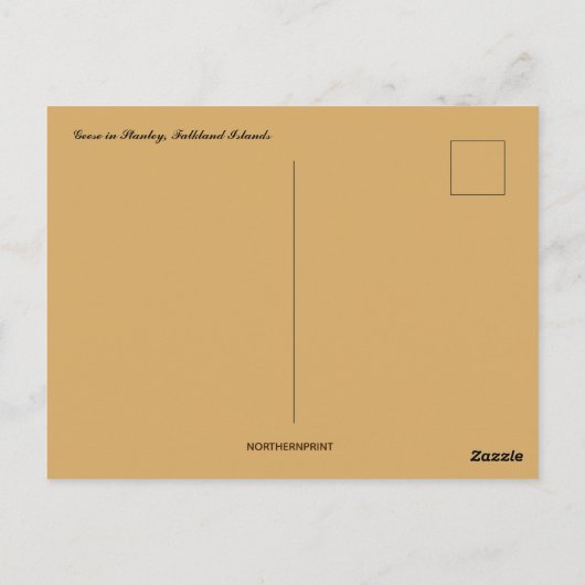 Gänse auf den Stanley-Falkland-Inseln Postkarte (Rückseite)