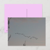 Gänse auf der Fly Postcard Postkarte (Vorne/Hinten)