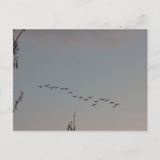 Gänse auf der Fly Postcard Postkarte