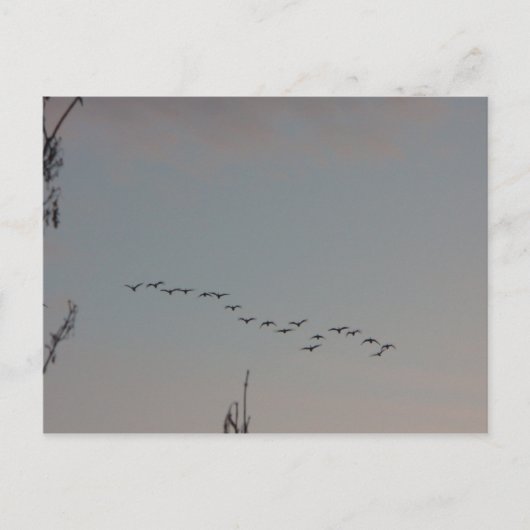 Gänse auf der Fly Postcard Postkarte (Vorderseite)