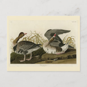 Gänse aus Audubon Birds of America Postkarte