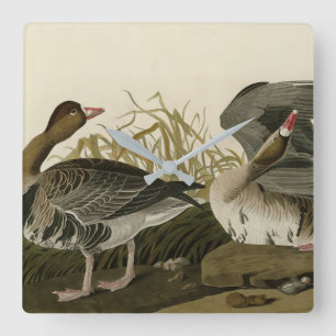 Gänse aus Audubon Birds of America Quadratische Wanduhr