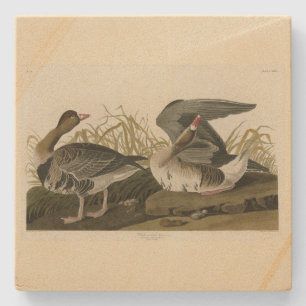 Gänse aus Audubon Birds of America Steinuntersetzer