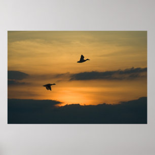 Gänse bei Sonnenuntergang Poster