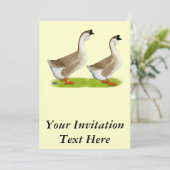 Gänse: Buff African Einladung (Stehend Vorderseite)