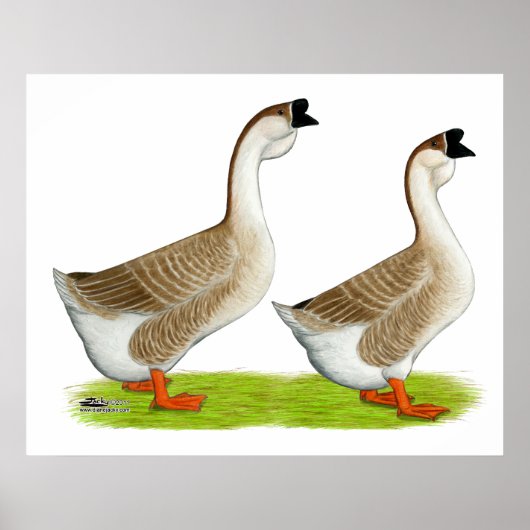 Gänse: Buff African Poster (Vorne)