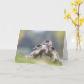 Gänse Chicks Nature Foto Karte (Gelbe Blume)