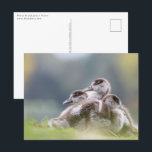 Gänse Chicks Nature Foto Postkarte<br><div class="desc">Naturfoto einer Gruppe ägyptischer Gänse. Foto © Sebastian Wurm.</div>